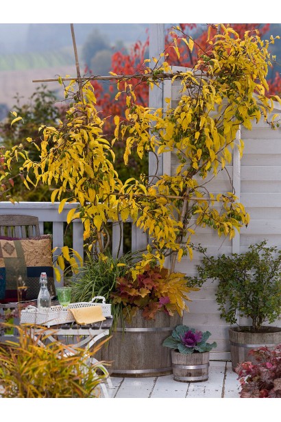 Актинідія аргута Вейк восени